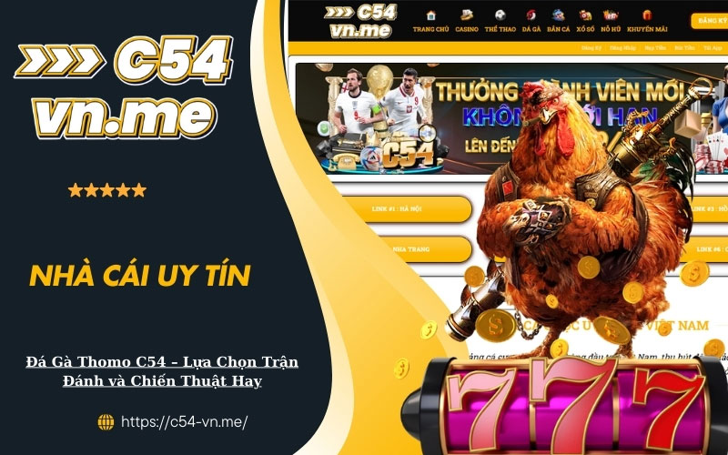 Đá Gà Thomo C54 Lựa Chọn Trận Đánh và Chiến Thuật Hay